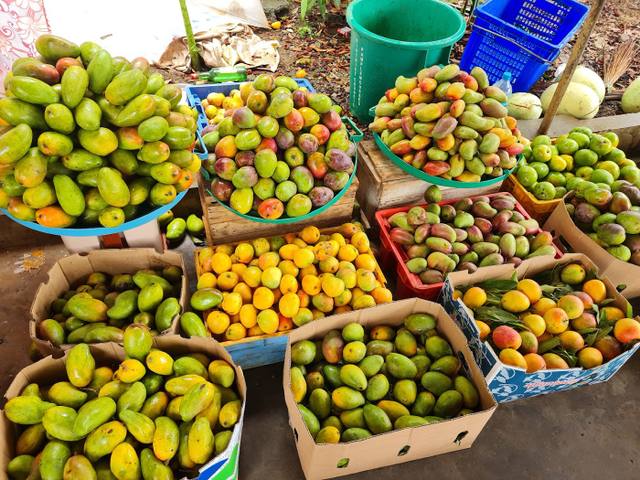 Vikram GAONJUR fruit&vegetables in Pamplemousses